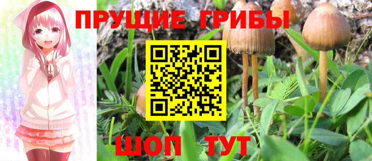 Галлюциногенные грибы прущие грибы Мончегорск